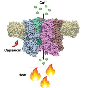 TRPV1 Cartoon