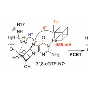 Aminyl Radical Intermediate in the Radical SAM GTP 3'8-Cyclase MoaA