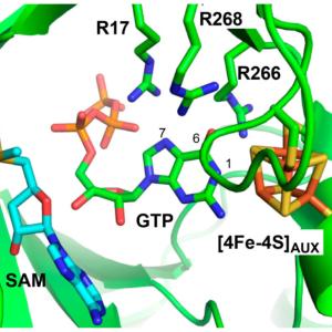 Structural model of MoaA active site created by overlaying the reported structures of MoaA in complex with SAM (42) (PDB ID: 1TV8, cyan) and with GTP (48) (PDB ID: 2FB3, green).