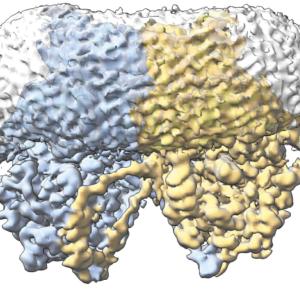 The cryo-EM densities for Chs2 protomers 