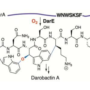 The first oxygen-dependent radical SAM enzyme was revealed in peptide antibiotic biosynthesis