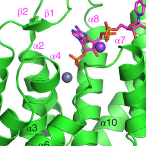 Zhou Lab - MESH1 