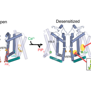 TPRM8 Lee Lab