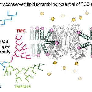 Yang Lab tcs gating permeation - nov_2024